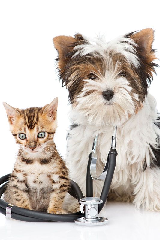 Untersuchung Hund und Katze