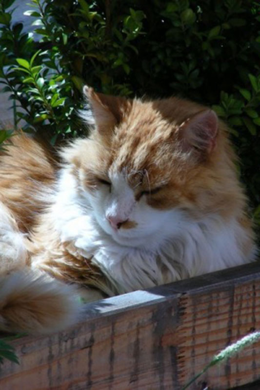 Katze Tierarzt